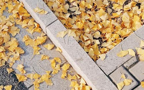 �Թŷ��ﱯ���� ��������ʤ����