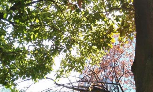 �����ķ羰�������ߡ�����Է����˵